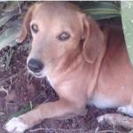 Meu Pet, um grande amor Profile Picture