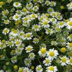 Plantas que Curam Profile Picture